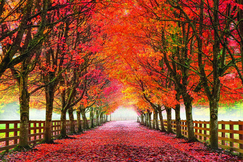30x40 Small - North Bend Trees By Aaron Reed - Red