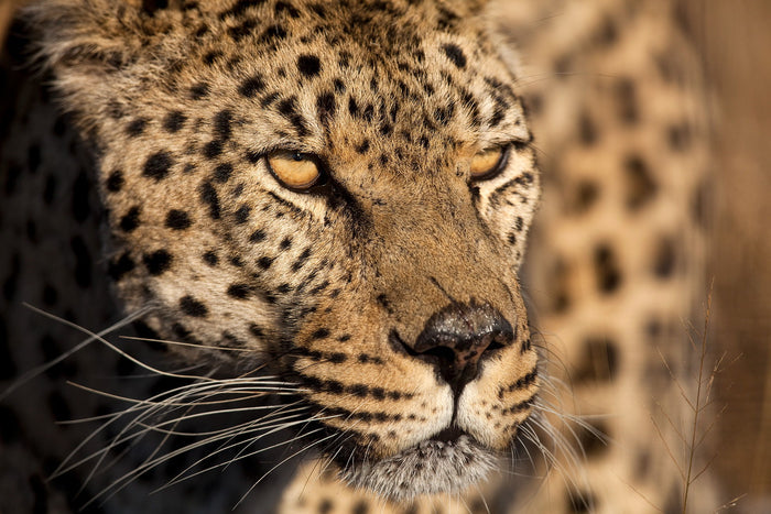 Cheetah Stare By Jimmy'z - Light Brown