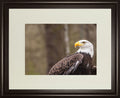 Majestic Eagle By Garytog Double Matted - Framed Print Wall Art - Light Brown