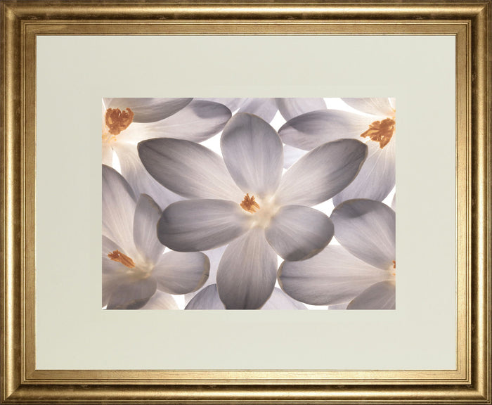 Petal Perfect By Assaf Frank - Framed Print Wall Art - Beige