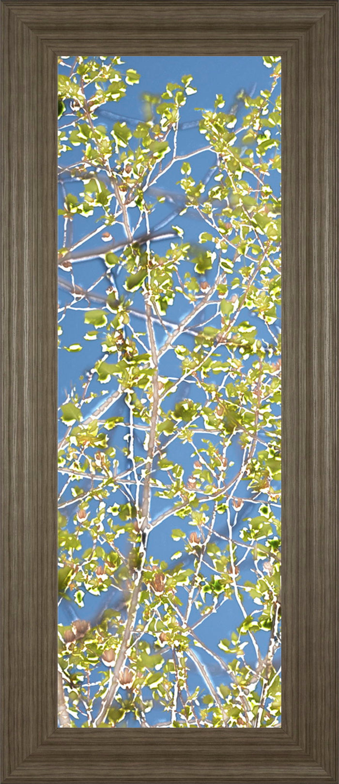 Spring Poplars I By Sharon Chandler - Framed Print Wall Art - Light Blue
