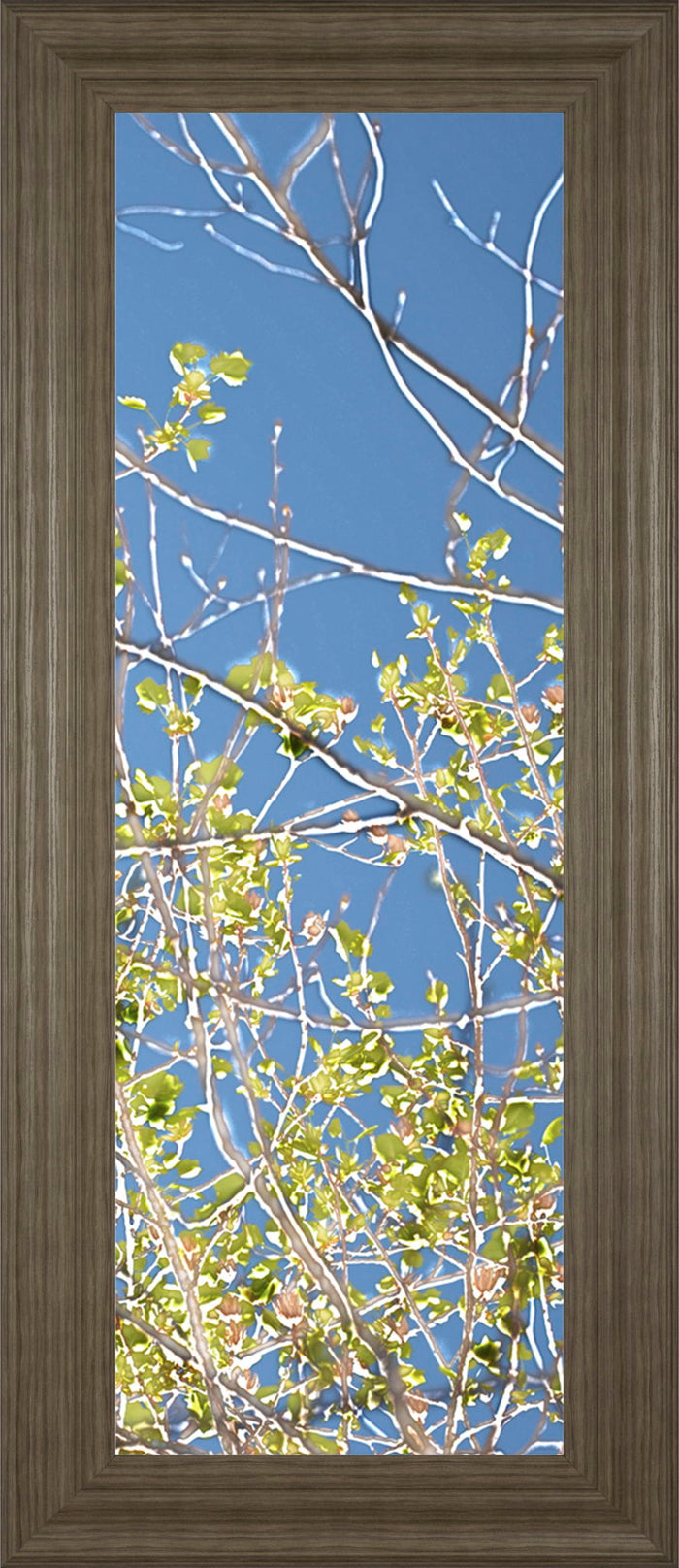Spring Poplars IV By Sharon Chandler - Framed Print Wall Art - Light Blue