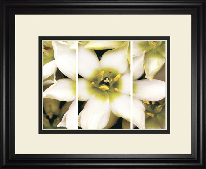 Star Of Bethlehem Triptych By Levine A. - Beige